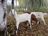 Ziege, Nubian Goat — Foto 3
