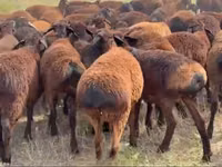 كبش, Hissar sheep — الصورة 2