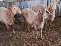 Sheep, Arashan sheep — photo 4