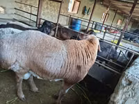 Carnero, Arashan sheep — foto 4
