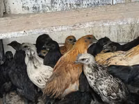 Chickens — Foto 1