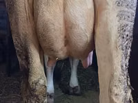 Sigir, Swiss cattle — 3-rasm