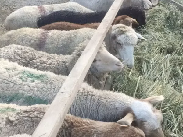 Widder, Schafe