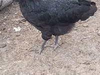Australian Pit Game fowl — Foto 5