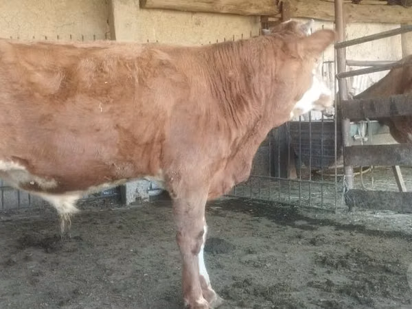 Buqa, Qoramol