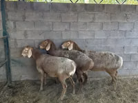 نعجة, Arashan sheep — الصورة 6