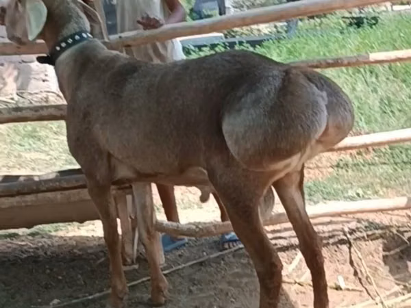 Кочкор, Арашан