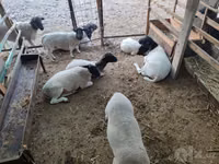 Widder, Dorper sheep — Foto 5