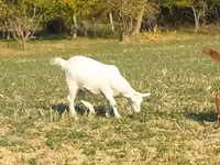 Ziege, Alpine goat — Foto 1