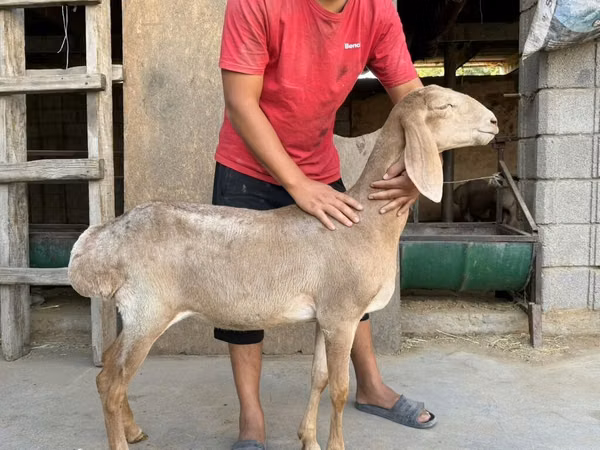 Schaf, Arashan sheep — Kirgisistan