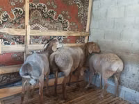 كبش, Rhon sheep — الصورة 1