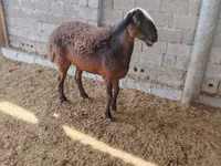 أغنام (دفعة، الجنس غير محدد), Blackheaded Persian sheep — الصورة 3