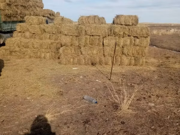 Продам сено в тюках