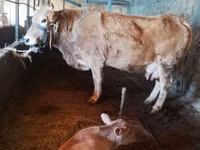 Cow, Latvian Blue cattle — photo 6
