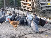 Guinea fowl — الصورة 5