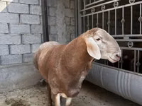 Ram, Arashan sheep — photo 2