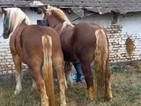公马, Suffolk Punch — 照片 3