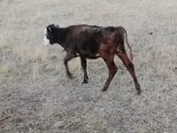 Toro, Raza Holstein — foto 2