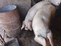 Eber, Schweine — Foto 7
