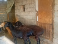 نعجة, الأغنام — الصورة 2