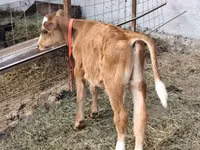 सांड, Simmental cattle — फ़ोटो 4