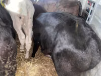 Bovinos (lote, sexo no especificado), Ganado vacuno — foto 2