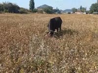 Vaca, Ganado vacuno — foto 1