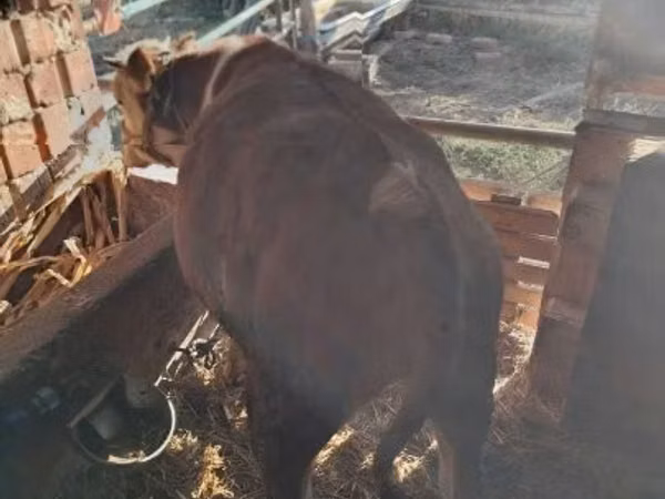 Bulle, Simmental cattle