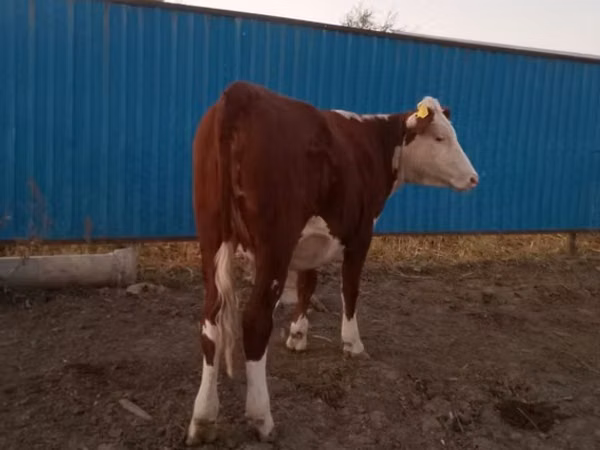 母牛, Kazakh White-headed cow — 哈萨克斯坦