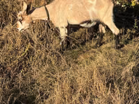 Echki, Echkilar — 4-rasm