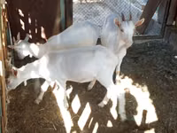 Echki, Saanen goat — 4-rasm