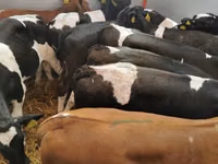 Rinder (Partie, Geschlecht nicht angegeben), Simmental cattle — Foto 8