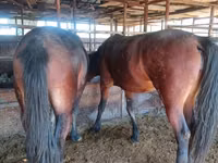 فرس, Kazakh horse — الصورة 2