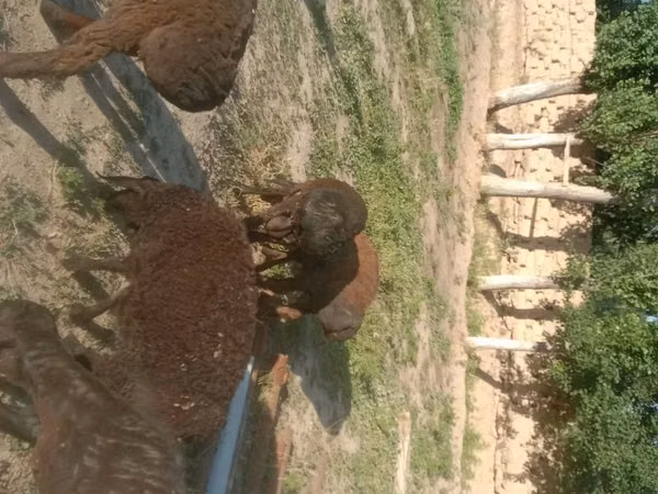 Кочкор, Койлор — Өзбекстан