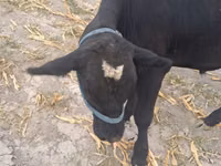 公牛, Holstein breed — 照片 2