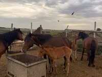 Yegua, Caballos — foto 4