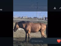 Mare, Mugalzhar horse — photo 5