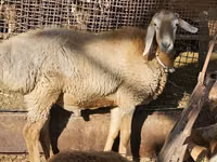 Widder, Arashan sheep — Foto 5