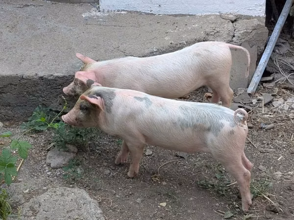 Schweine (Partie, Geschlecht nicht angegeben), Schweine — Kasachstan