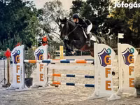 Hengst, Belgian warmblood horse — Foto 1