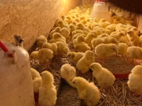 Chickens — Foto 4