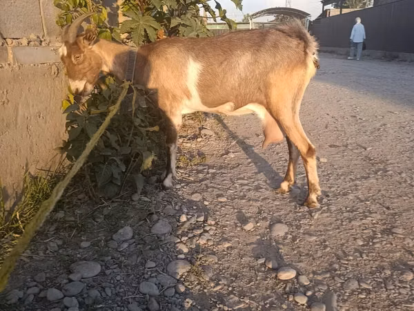 Echki, Echkilar