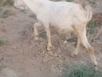 عنزة, الماعز — الصورة 2