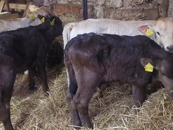Toro, Ganado vacuno