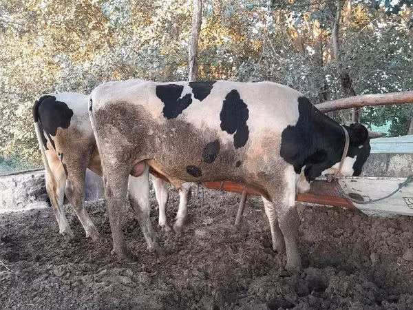 公牛, Holstein breed — 乌兹别克斯坦