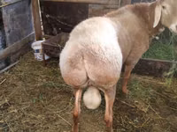 Qoʻchqor, Rambouillet sheep — 5-rasm