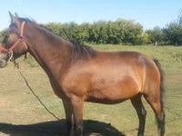 Toychoq, Horse breed — 3-rasm