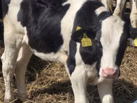 ثور, Russian Black pied cattle — الصورة 8