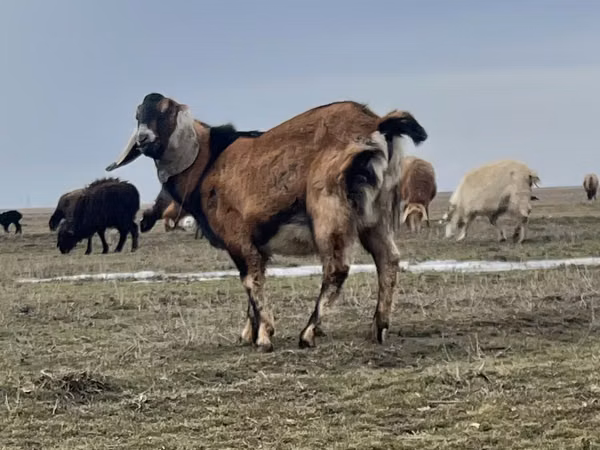 बकरा, Nubian Goat — कज़ाखस्तान