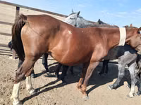 Stute, Kazakh horse — Foto 2